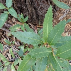 Lomatia ilicifolia at Greenwich Park, NSW - 3 Aug 2024