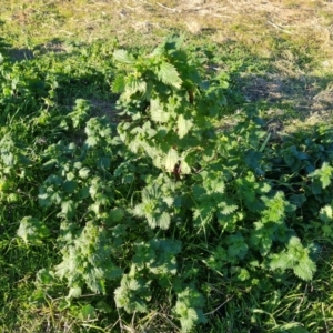 Urtica urens at Symonston, ACT - 3 Aug 2024