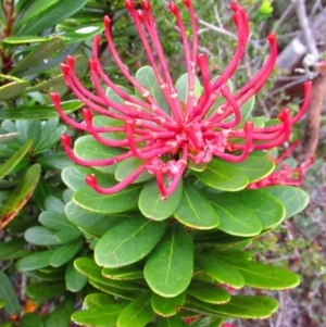 Telopea truncata at Cape Pillar, TAS - 29 Nov 2016