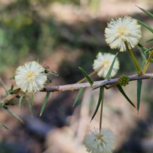 Acacia ulicifolia at Greenwich Park, NSW - 3 Aug 2024 01:52 PM