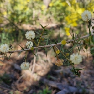 Acacia ulicifolia at Greenwich Park, NSW - 3 Aug 2024