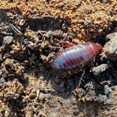 Panesthia australis (Common wood cockroach) at Greenwich Park, NSW - 3 Aug 2024 by trevorpreston