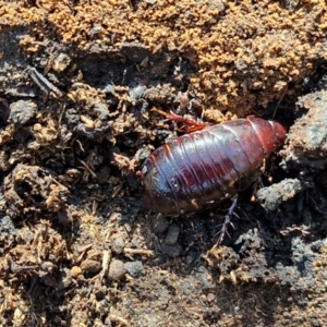 Panesthia australis at Greenwich Park, NSW - 3 Aug 2024