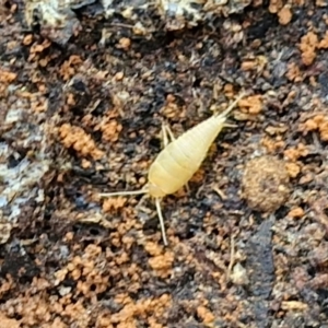 Atelurinae (subfamily) at Greenwich Park, NSW - 3 Aug 2024