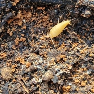 Atelurinae (subfamily) at Greenwich Park, NSW - 3 Aug 2024