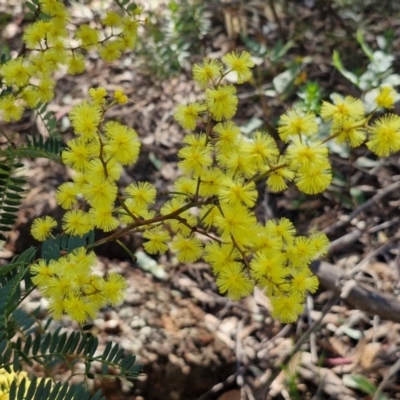 Acacia terminalis (Sunshine Wattle) at Greenwich Park, NSW - 3 Aug 2024 by trevorpreston