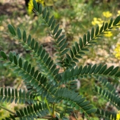 Acacia terminalis at Greenwich Park, NSW - 3 Aug 2024 01:49 PM