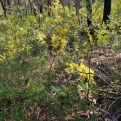 Acacia terminalis at Greenwich Park, NSW - 3 Aug 2024 01:49 PM