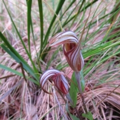 Diplodium coccinum (Scarlet Greenhood) at Kambah, ACT - 1 Mar 2016 by MB