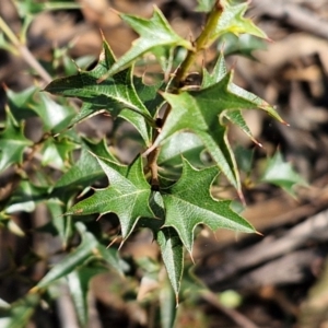 Podolobium ilicifolium at Greenwich Park, NSW - 3 Aug 2024 01:48 PM