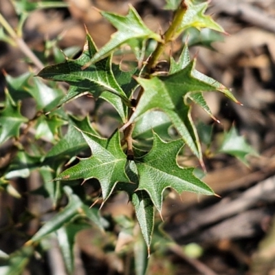 Podolobium ilicifolium (prickly shaggy-pea) at Greenwich Park, NSW - 3 Aug 2024 by trevorpreston