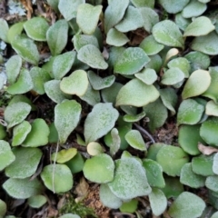 Pyrrosia rupestris at Brayton, NSW - 3 Aug 2024