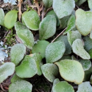 Pyrrosia rupestris at Brayton, NSW - 3 Aug 2024