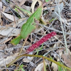 Phytolacca octandra (Inkweed) at Brayton, NSW - 3 Aug 2024 by trevorpreston