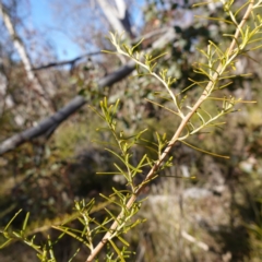 Ozothamnus thyrsoideus (Sticky Everlasting) at Rendezvous Creek, ACT - 9 Aug 2023 by RobG1