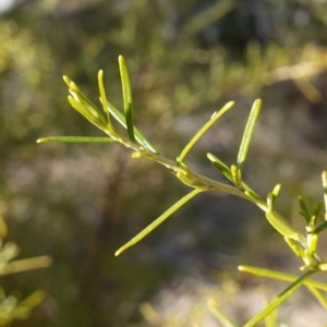 Ozothamnus thyrsoideus at Rendezvous Creek, ACT - 9 Aug 2023