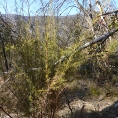 Ozothamnus thyrsoideus at Rendezvous Creek, ACT - 9 Aug 2023