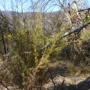 Ozothamnus thyrsoideus at Rendezvous Creek, ACT - 9 Aug 2023