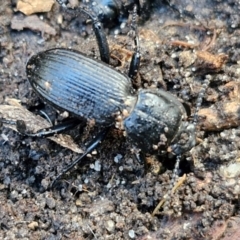 Cardiothorax sp. (genus) (Darkling Beetle) at Morton National Park (CNM portion) - 3 Aug 2024 by trevorpreston