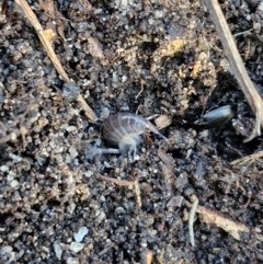 Amphipod (order Amphipoda, family Talitridae) at Tallong, NSW - 3 Aug 2024