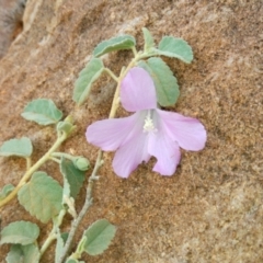 Hibiscus sturtii at Arkaroola Village, SA - 1 Jun 2016 by MB