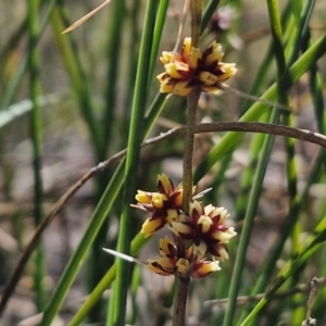 Lomandra longifolia at Tallong, NSW - 3 Aug 2024