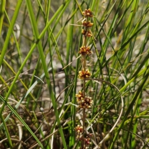 Lomandra longifolia at Tallong, NSW - 3 Aug 2024