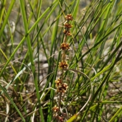 Lomandra longifolia at Tallong, NSW - 3 Aug 2024 12:54 PM