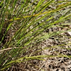 Lomandra longifolia at Tallong, NSW - 3 Aug 2024