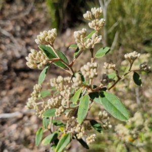 Pomaderris andromedifolia subsp. andromedifolia at Tallong, NSW - 3 Aug 2024