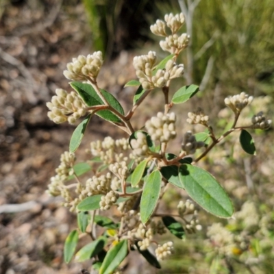 Pomaderris andromedifolia subsp. andromedifolia (Andromeda Pomaderris) at Tallong, NSW - 3 Aug 2024 by trevorpreston