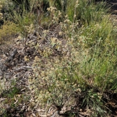 Pomaderris andromedifolia subsp. andromedifolia at Tallong, NSW - 3 Aug 2024