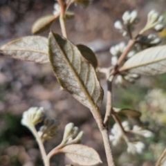 Pomaderris andromedifolia subsp. andromedifolia at Tallong, NSW - 3 Aug 2024 12:53 PM