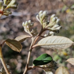 Pomaderris andromedifolia subsp. andromedifolia at Tallong, NSW - 3 Aug 2024 12:53 PM