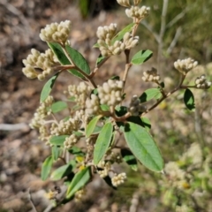 Pomaderris andromedifolia subsp. andromedifolia at Tallong, NSW - 3 Aug 2024 12:53 PM