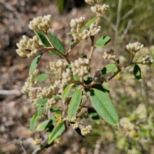 Pomaderris andromedifolia subsp. andromedifolia at Tallong, NSW - 3 Aug 2024 12:53 PM