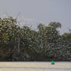 Cacatua sanguinea (Little Corella) at Katarapko, SA - 3 May 2016 by MB