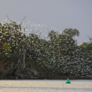 Cacatua sanguinea at Katarapko, SA - 3 May 2016 05:03 PM