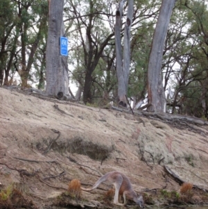 Osphranter rufus at Katarapko, SA - 3 May 2016