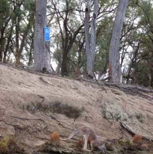 Osphranter rufus at Katarapko, SA - 3 May 2016 04:44 PM
