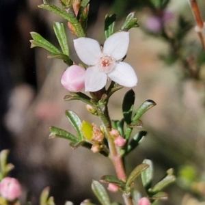 Boronia anemonifolia subsp. anemonifolia at Tallong, NSW - 3 Aug 2024