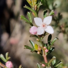 Boronia anemonifolia subsp. anemonifolia at Tallong, NSW - 3 Aug 2024