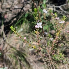 Boronia anemonifolia subsp. anemonifolia at Tallong, NSW - 3 Aug 2024