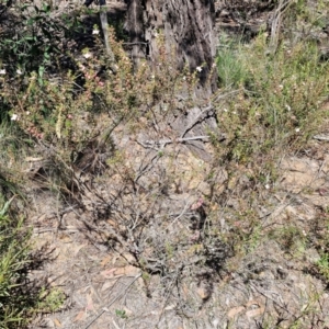 Boronia anemonifolia subsp. anemonifolia at Tallong, NSW - 3 Aug 2024