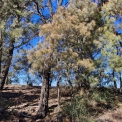 Allocasuarina littoralis (Black She-oak) at Tallong, NSW - 3 Aug 2024 by trevorpreston