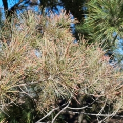 Allocasuarina littoralis at Tallong, NSW - 3 Aug 2024 12:44 PM