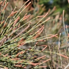 Allocasuarina littoralis at Tallong, NSW - 3 Aug 2024 12:44 PM