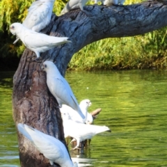 Cacatua sanguinea (Little Corella) at Murbko, SA - 13 May 2016 by MB