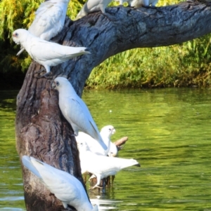 Cacatua sanguinea at Murbko, SA - 13 May 2016 10:12 AM