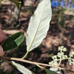 Pomaderris intermedia at Tallong, NSW - 3 Aug 2024